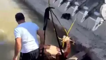 İneği Su Kanalından Kurtardılar