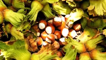 Samsun'da Fındık Hasadı Başladı