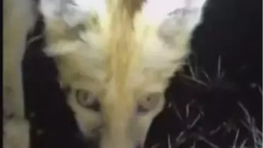 Çiftçiden Tilkiye Ekmek