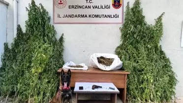 Erzincan'da Uyuşturucu Operasyonu