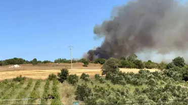Çanakkale'de çıkan yangın ormana sıçradı
