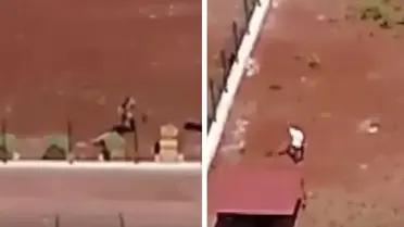 Kars'taki köpeklere şiddet görüntülerine jet soruşturma