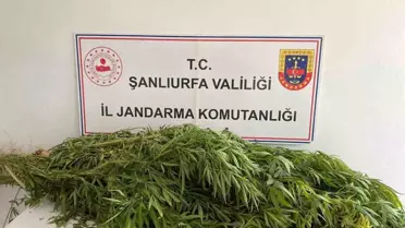 Şanlıurfa'da Uyuşturucu Operasyonu: 2 Gözaltı