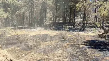 Sinop'taki Orman Yangını Kontrol Altına Alındı