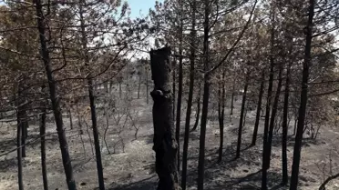 Edirne'deki yangının verdiği hasar dron kamerasında