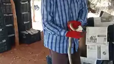 Yakaladığı yılana önce elleriyle su içirdi sonra okşayıp öptü