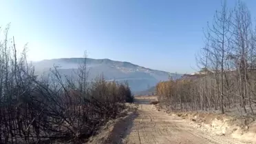 Hatay'daki Orman Yangını 16. Saatte Kontrol Altına Alındı