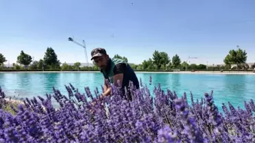 Kayseri'nin dört bir yanına lavanta esintisi