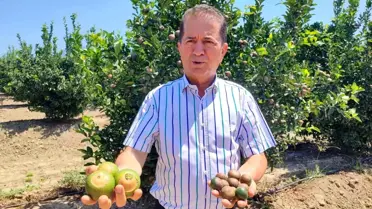 Sıcak hava narenciyeyi vurdu
