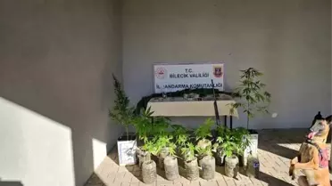 Bilecik'te Yasa Dışı Kenevir Operasyonu