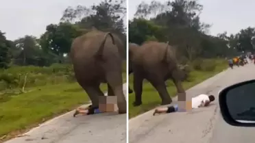 Selfie çekmek istediği filin saldırısına uğrayan turist ağır yaralandı
