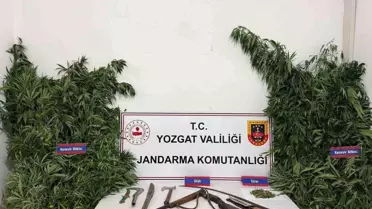 Yozgat'ta Kenevir Operasyonu