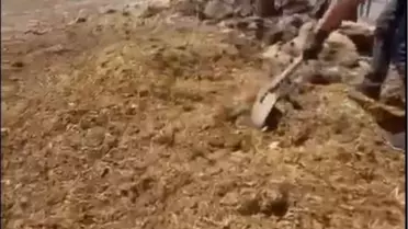 Kardeşler Altın Kasa Çaldı