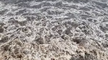 Marmara'da Kıyıya Kızıl Yosunlar Sürüklendi