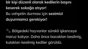 Turgutlu'da Kedi Başı İddiası Tepki Çekti