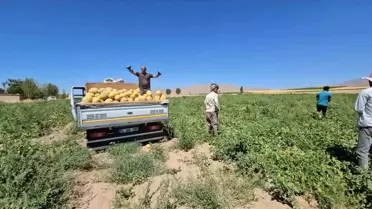 Adilcevaz Bal Kavunu Hasadı Başladı