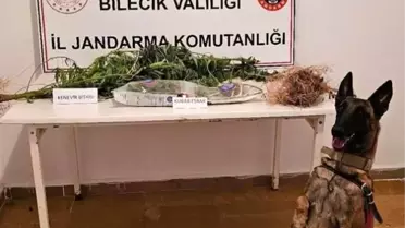 Bilecik'te Yasa Dışı Kenevir Operasyonu