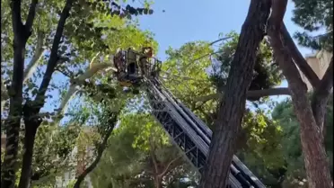 Kadıköy'de Rüzgar Dal Kırdı