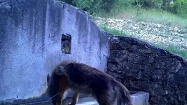 Uludağ'da Sincap ve Tilki Su İçerken Yakalandı