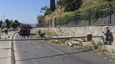 Üsküdar'da Ağaç Devrildi, Trafik Kesildi