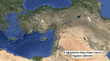 Leylek Yavruları Göç Yolculuğuna Çıktı