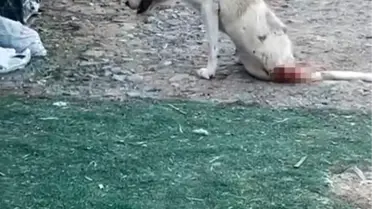 Esenyurt'ta Çoban Köpeğine Saldırı