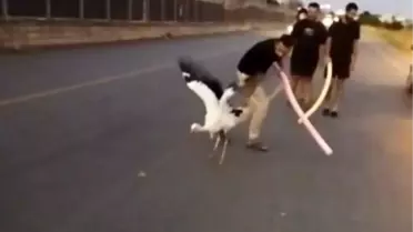 Yaralı Leylek, Vatandaşların Duyarlılığıyla Kurtarıldı
