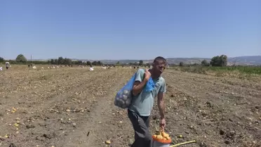Ücretsiz Patates Dağıtımı