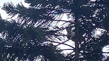 Ağaçta Mahsur Kalan Kedi İtfaiye Ekipleri Tarafından Kurtarıldı