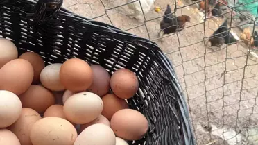 Yumurta Fiyatlarında Belirsizlik