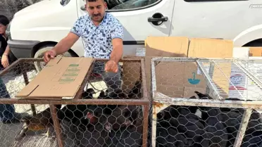 Tilkilerle Eğlenceli Diyalog