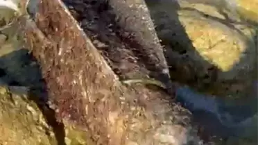 Şile sahiline roket başlığı vurdu, SAS timleri devreye girdi