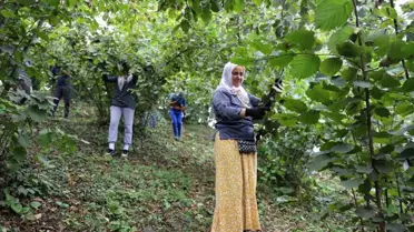 Ordu'daki Fındık Projesi ile 10 Bin İşçi ve 3 Bin Bahçe Sahibi Yararlanıyor