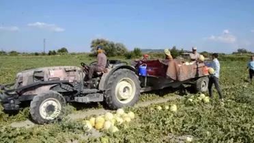 Kırkağaç Kavununda İlk Hasat Başladı