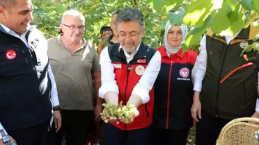 Bakan Yumaklı Düzce'de Fındık Hasadı Yaptı