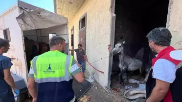 İzmir'de Aç ve Susuz Bırakılan Üç At Kurtarıldı
