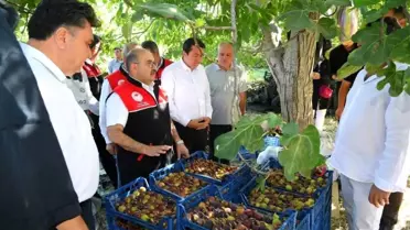 Havran Siyah İnciri Hasadı Başladı