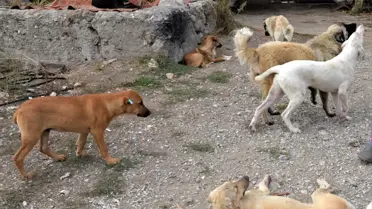 İstanbul Valiliği'nden sahipsiz hayvanlarla ilgili talimat: İvedilikle toplanmalı