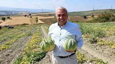Bursa'nın Konaklı Kavununda Üretim İki Kat Arttı