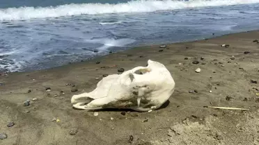 Arsuz'da Kıyıya Vuran Angus Bulundu
