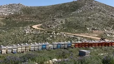 Antalya'da Arı Kovanı Hırsızlığı