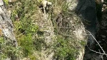 Kayalıklarda Mahsur Kalan Köpek İtfaiye Ekiplerince Kurtarıldı