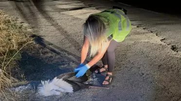 Çorlu'da 15 Leylek Elektrik Akımına Kapıldı