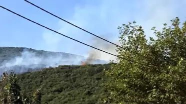 Bursa'da Orman Yangını: 1 Gözaltı