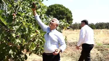 Havran Siyah İncirinin Hasat Sezonu Başladı