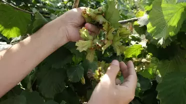 Fındık Hasadı Solunum Sorunları Teşkil Ediyor