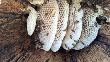 Bingöl'de Kütük Balı Hasadı Başladı