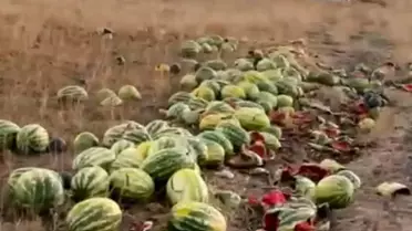 Muratlı'da Yolda Dökülen Karpuzlar Dikkat Çekti