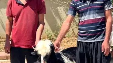 Kozan'da Keçi Hırsızları Yakalandı
