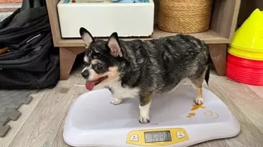 Görme Engelli Köpek Mia'nın Zayıflama Yolculuğu